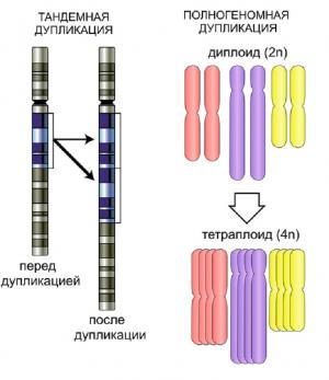 duplication.jpg