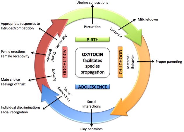 oxytocin.jpg